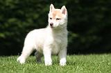 SIBERIAN HUSKY 1003